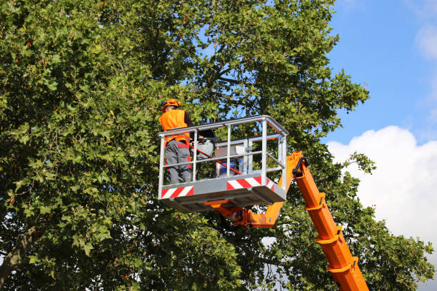 Reliable San Marino, CA Tree Removal and Landscaping Services Solutions